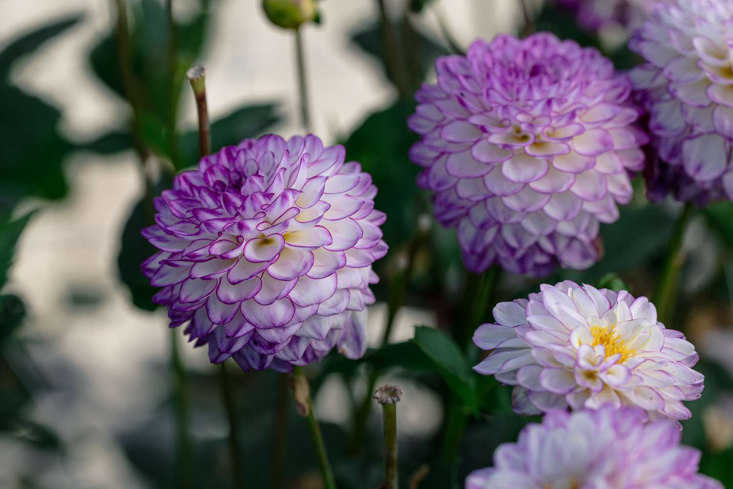 Dahlia 'Dreaming Maid'